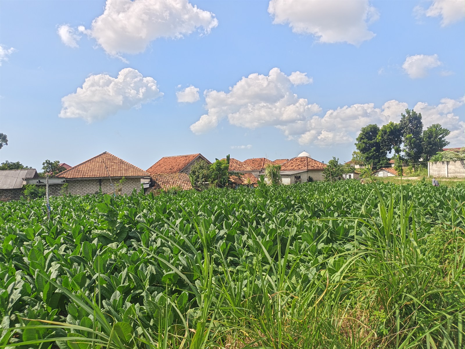 Survei Potensi Desa